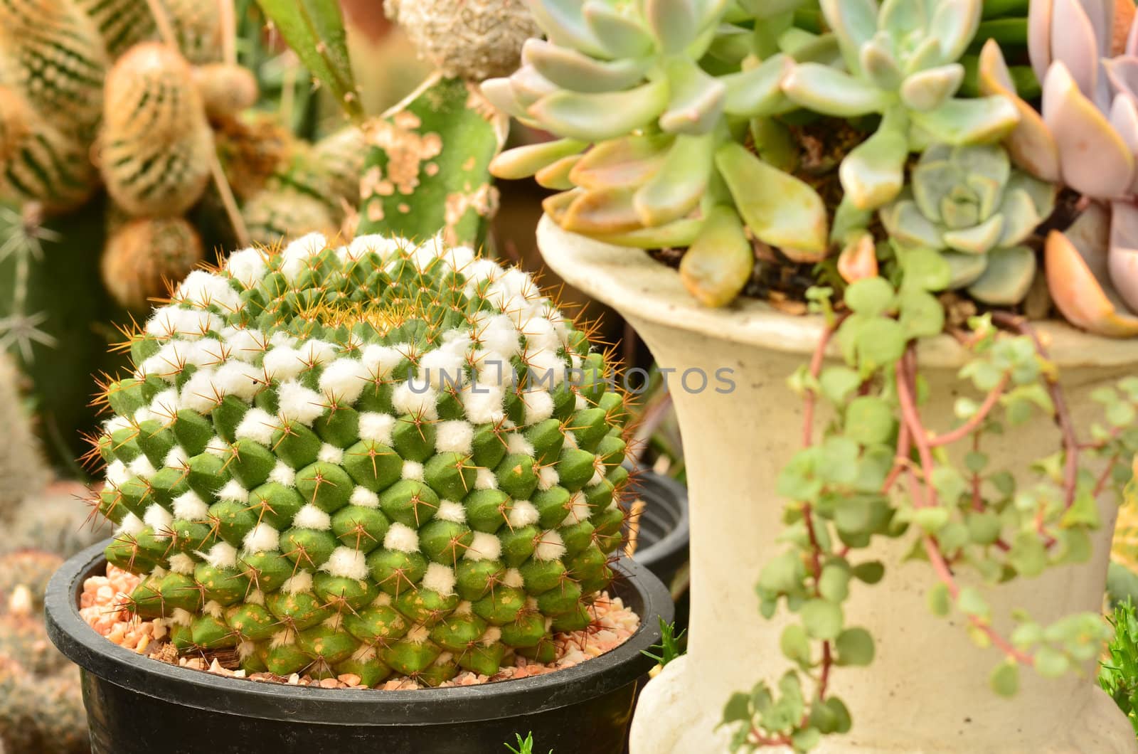 Cactus in a pot black. by raweenuttapong