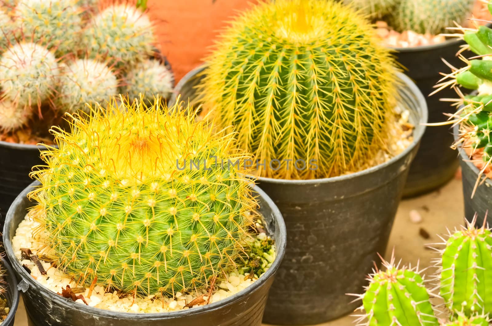 Cactus in pot