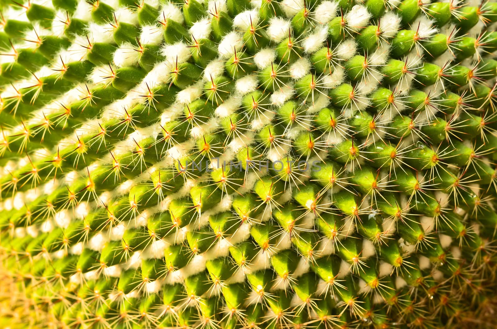 Closeup green cactus