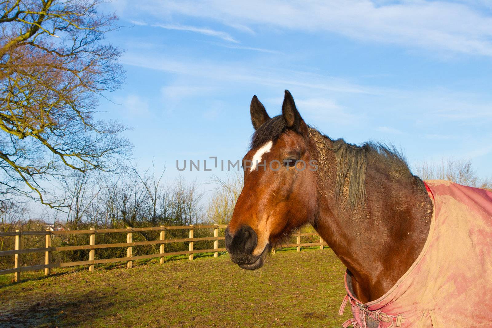 Horse in field wearing horse rug