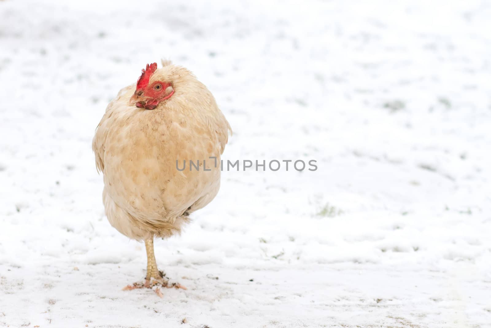 chicken walking in the winter snow