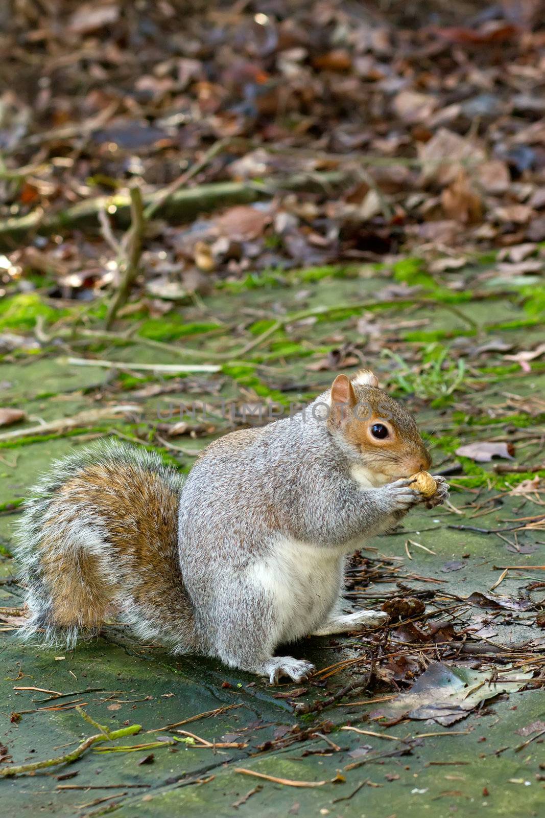 squirrel eating nuts in the winter