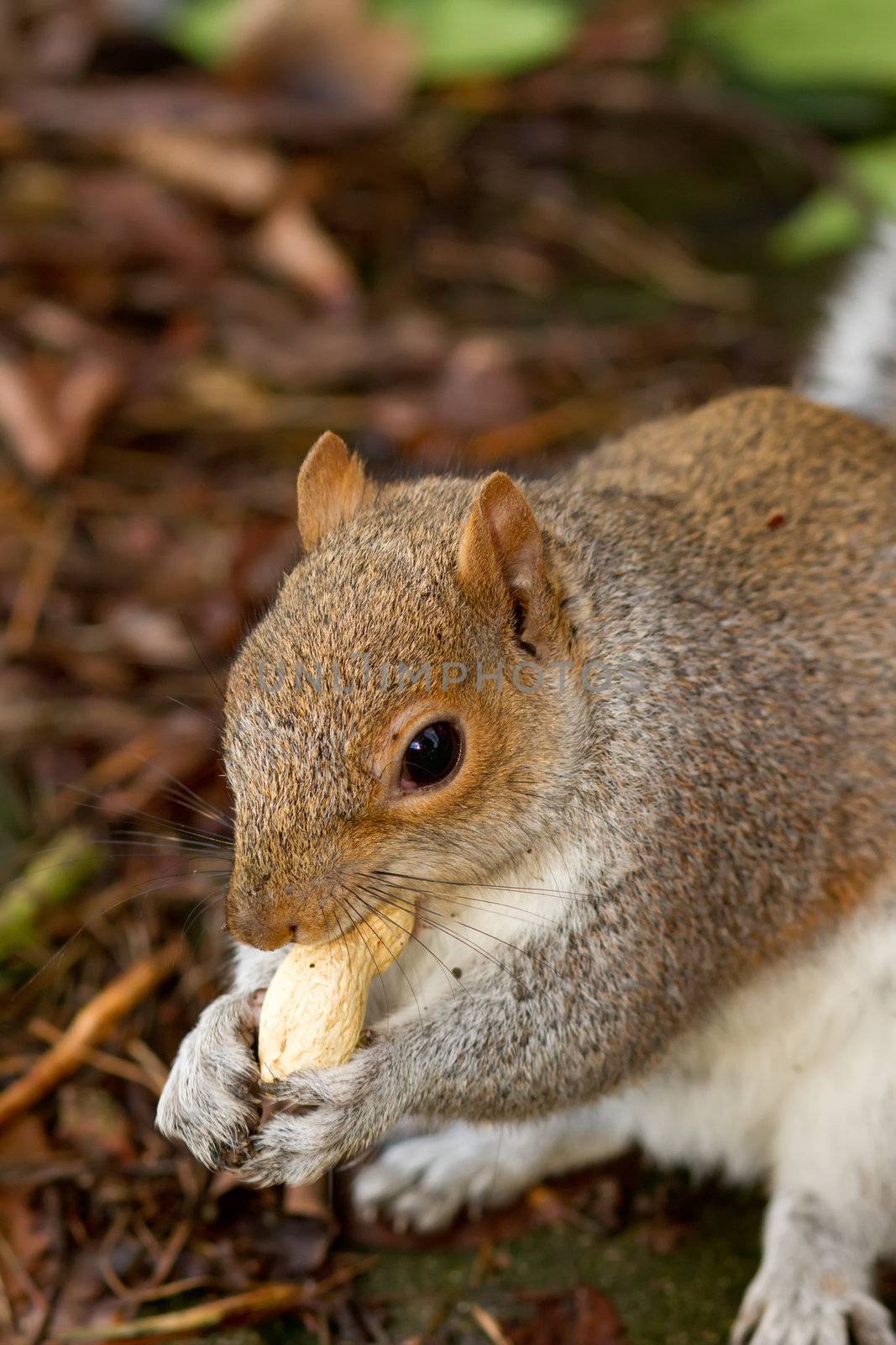 squirrel eating nuts in the winter