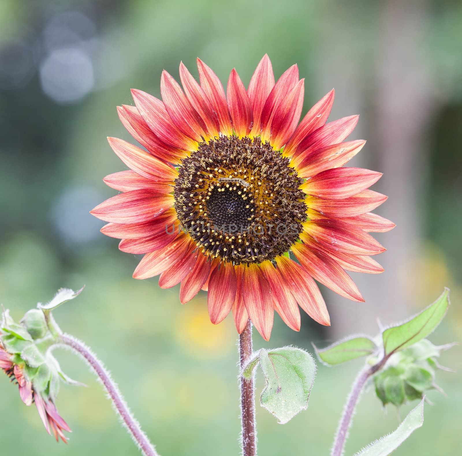 Detail of a field with many sunflowers in sunlight with shallow depth of field