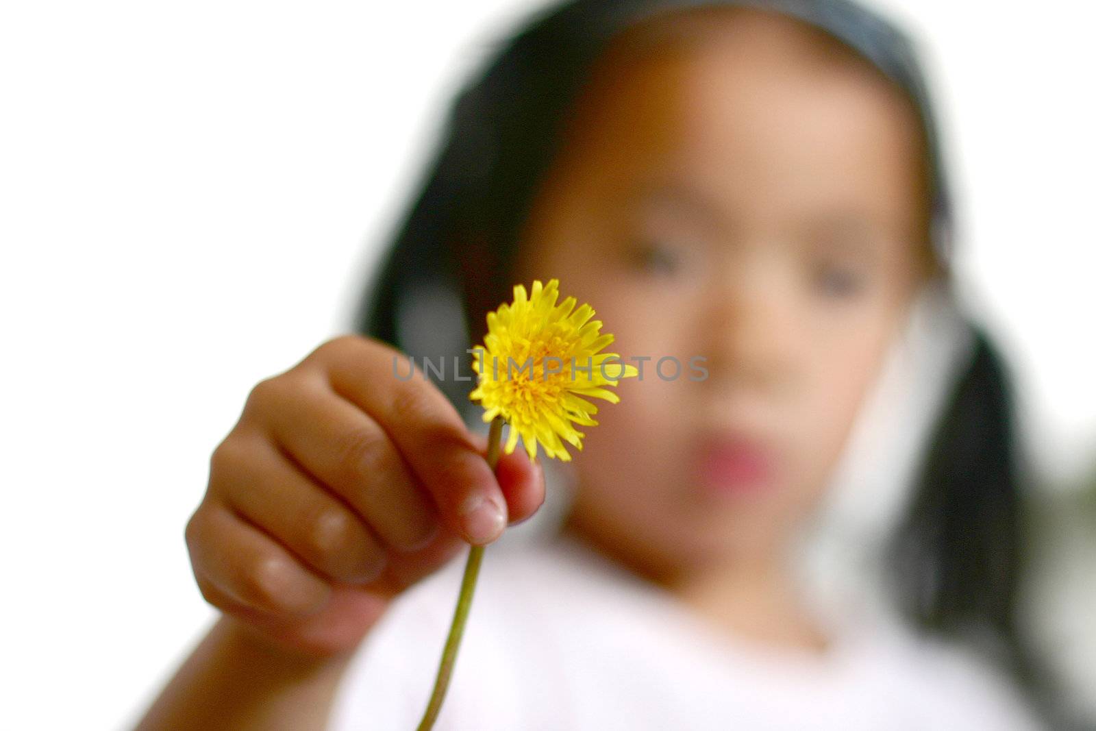 child hand holding a dandelion
