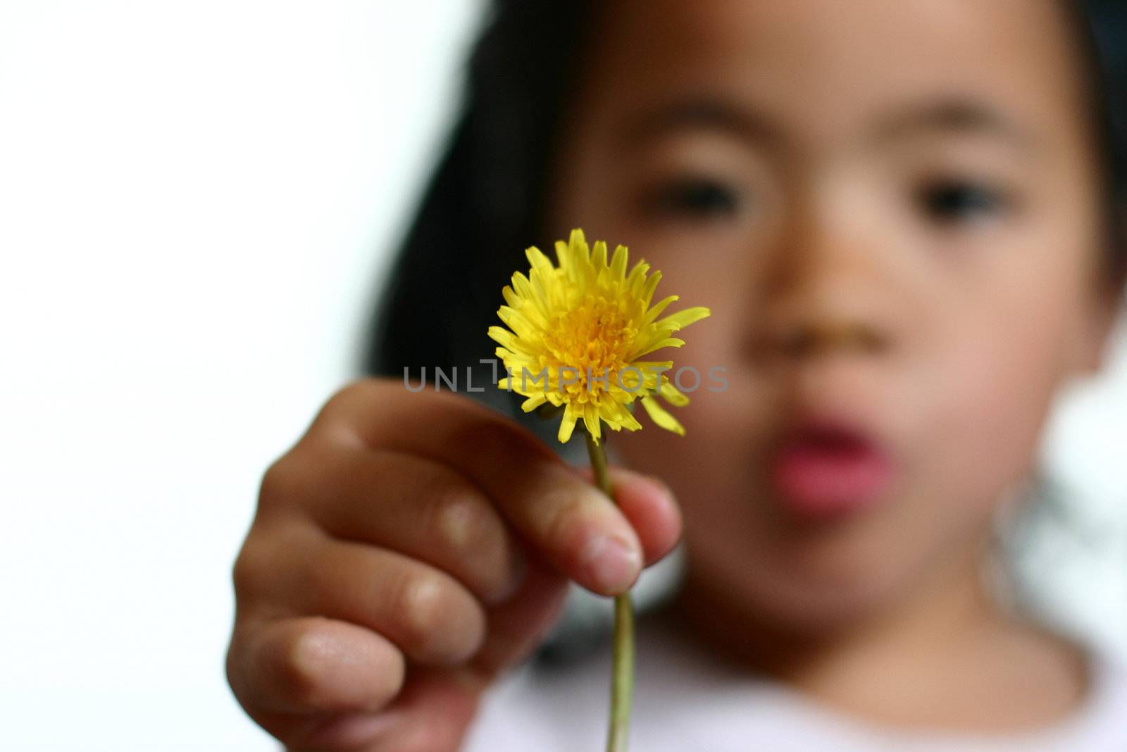 child hand holding a dandelion
