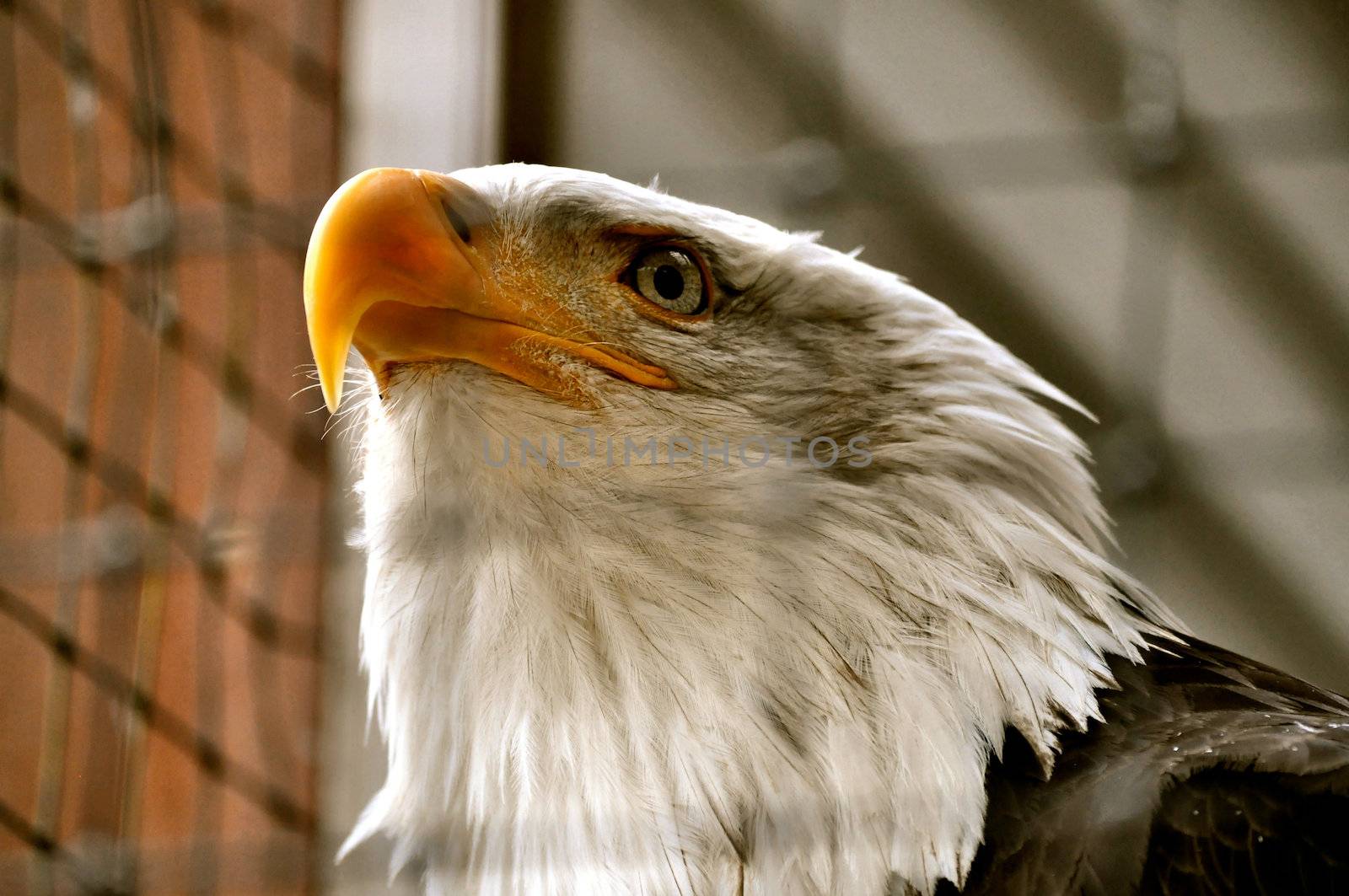 Bald Eagle in Rehabilitation Center