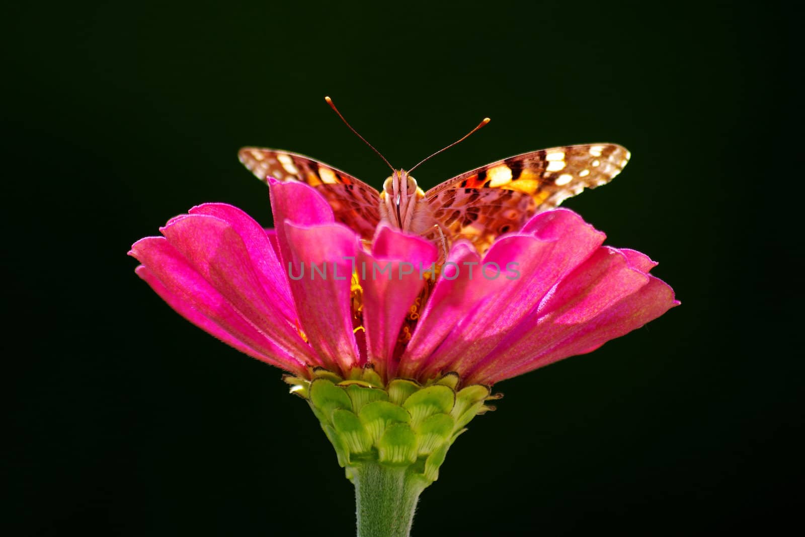 Butterfly on the flower by Leont