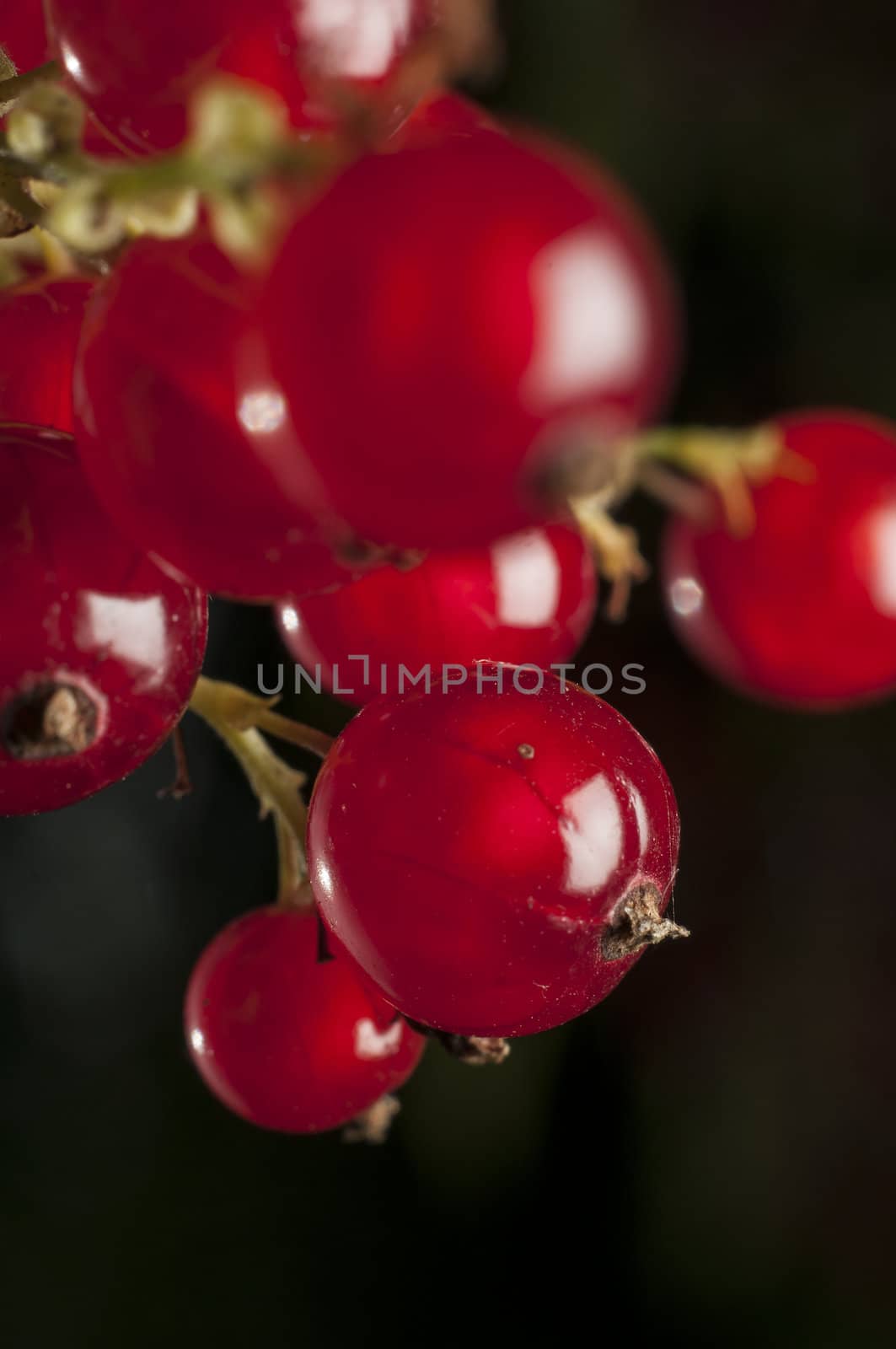red currant on black