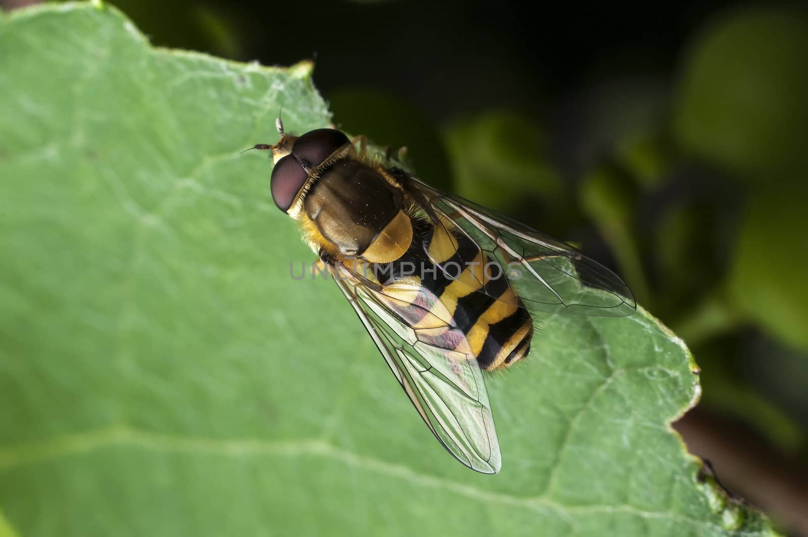 Honey Bee at grean leaf