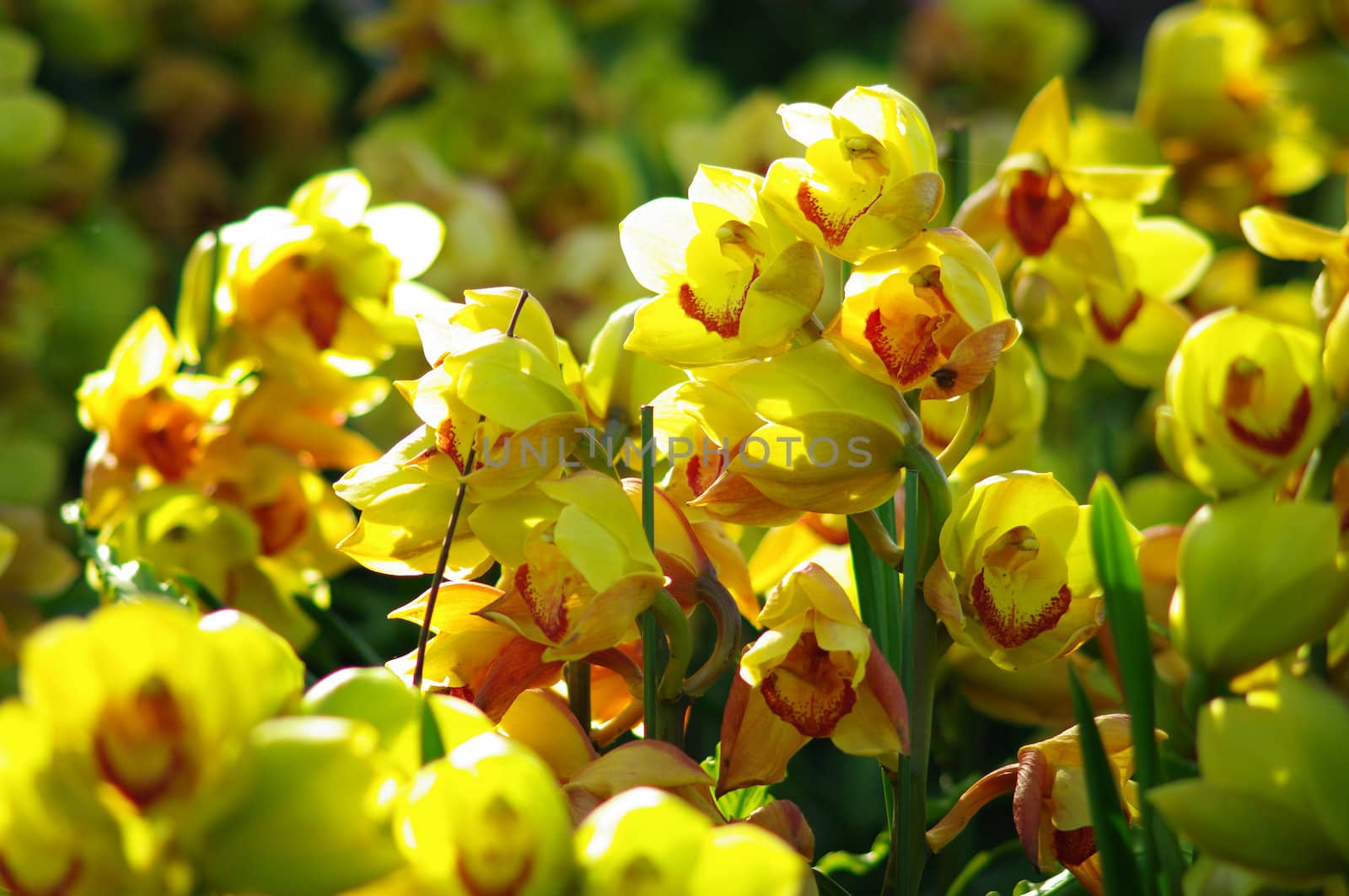Nice orchid in North of Thailand