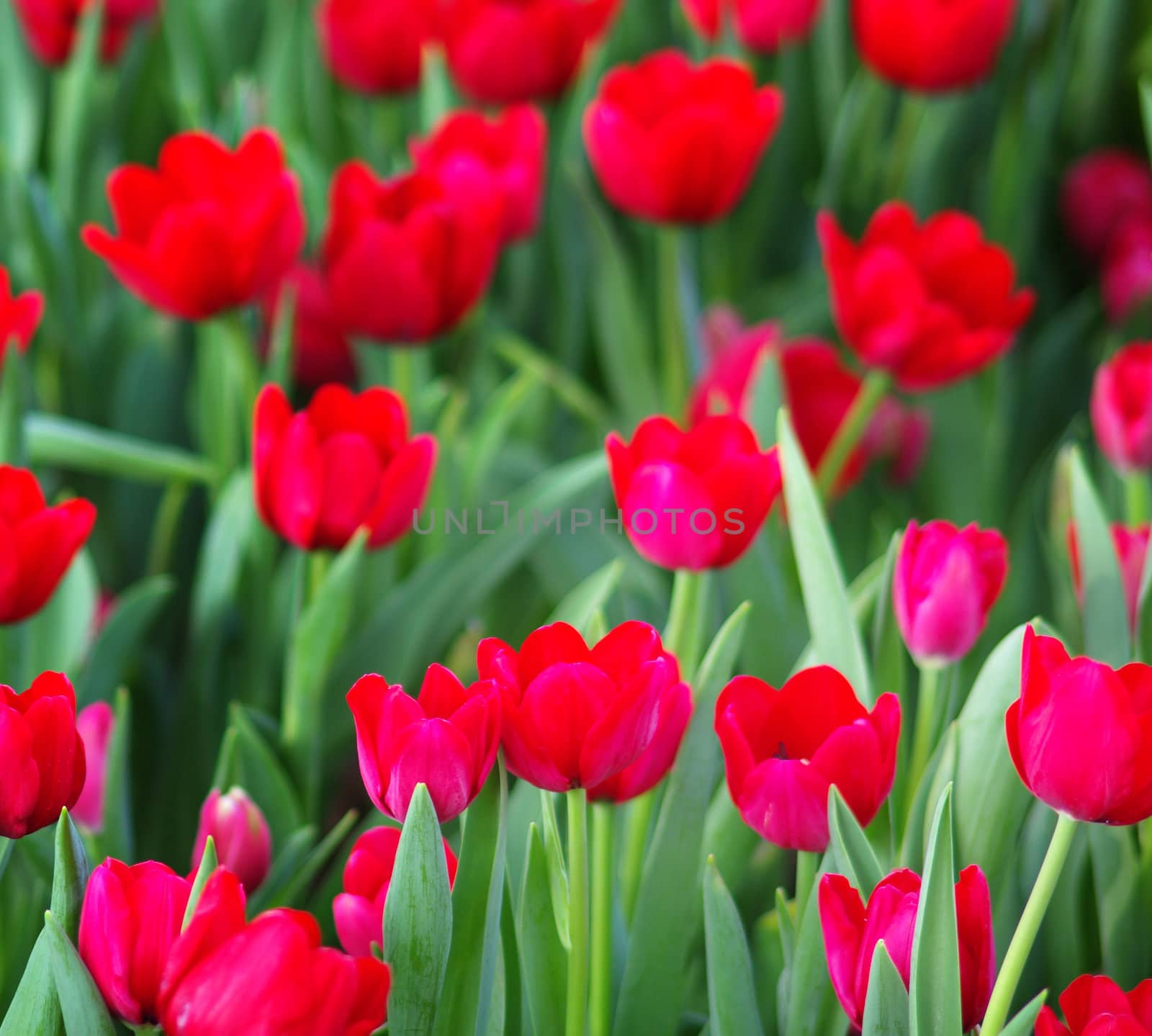 Colorful Tulip in the garden