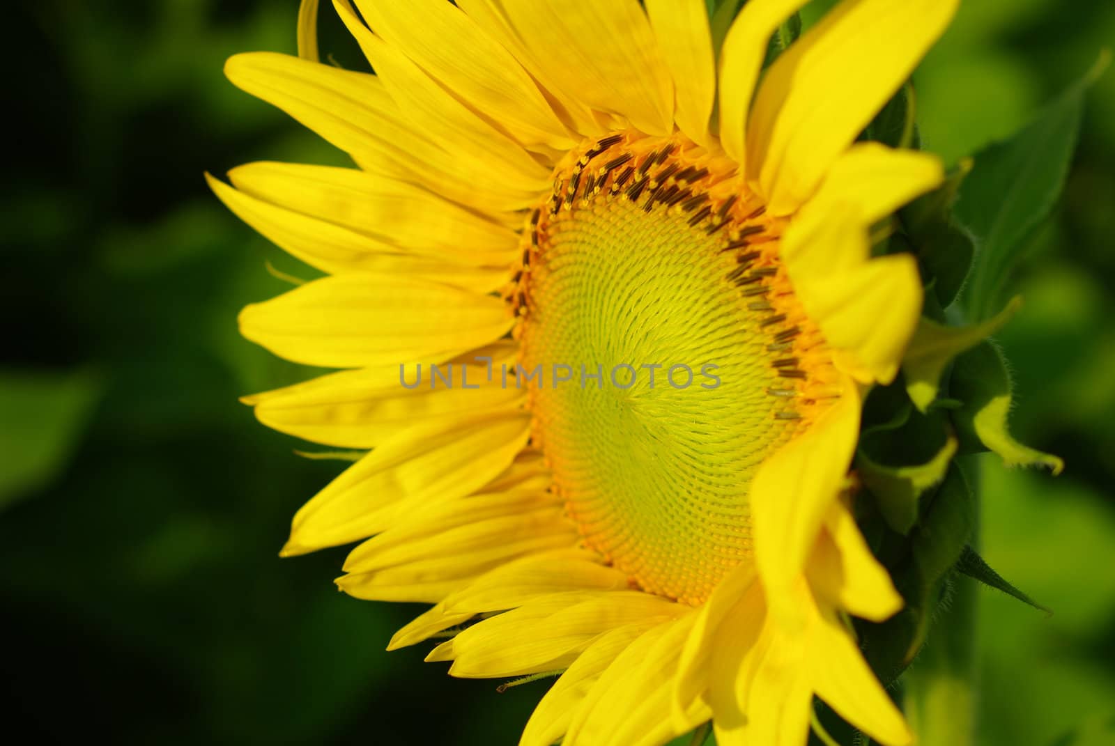 Sunflower in the farm