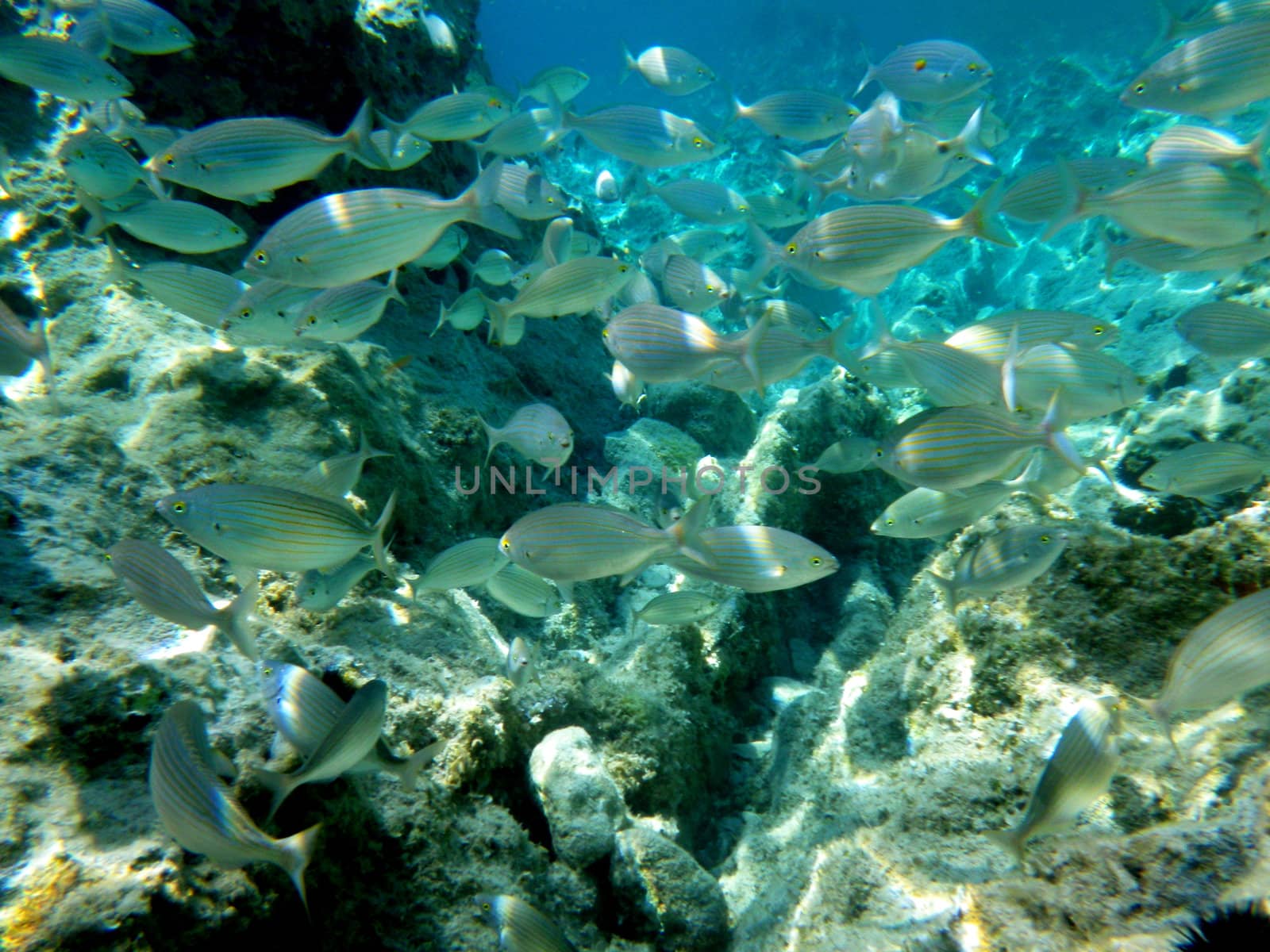 underwater shoot of Shoal of bamboo fish