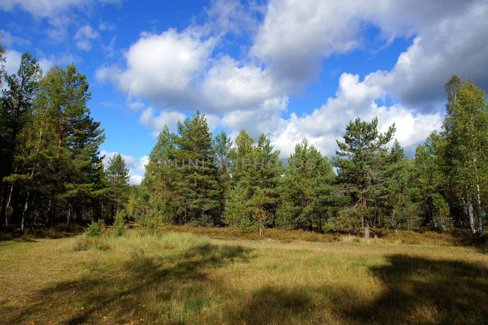 Landscape of young green forest with bright blue sky