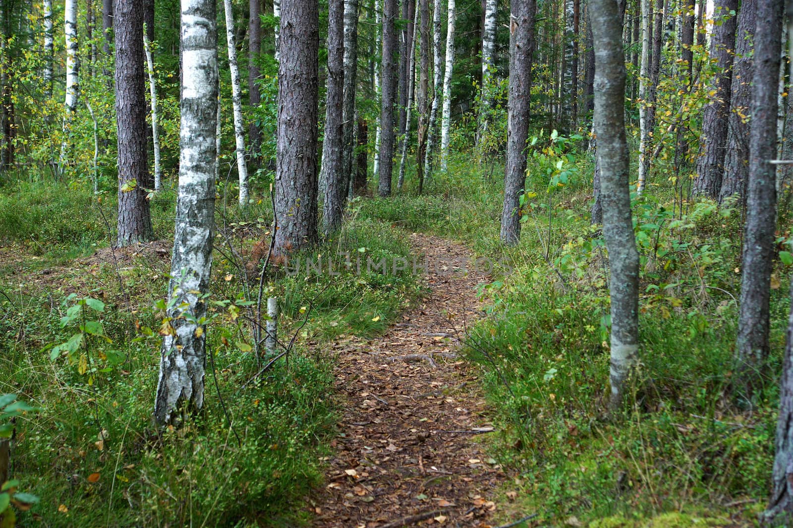 Green way in the forest between trees