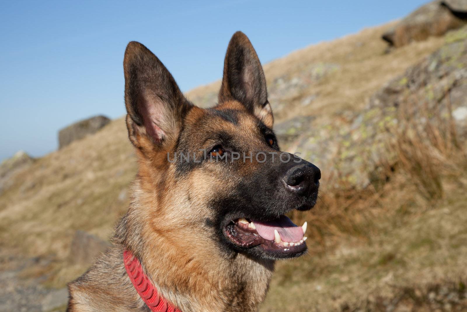 A portrait of a German shepard, Alsation, dog, looking alert against a hillside and  a bright blue sky.