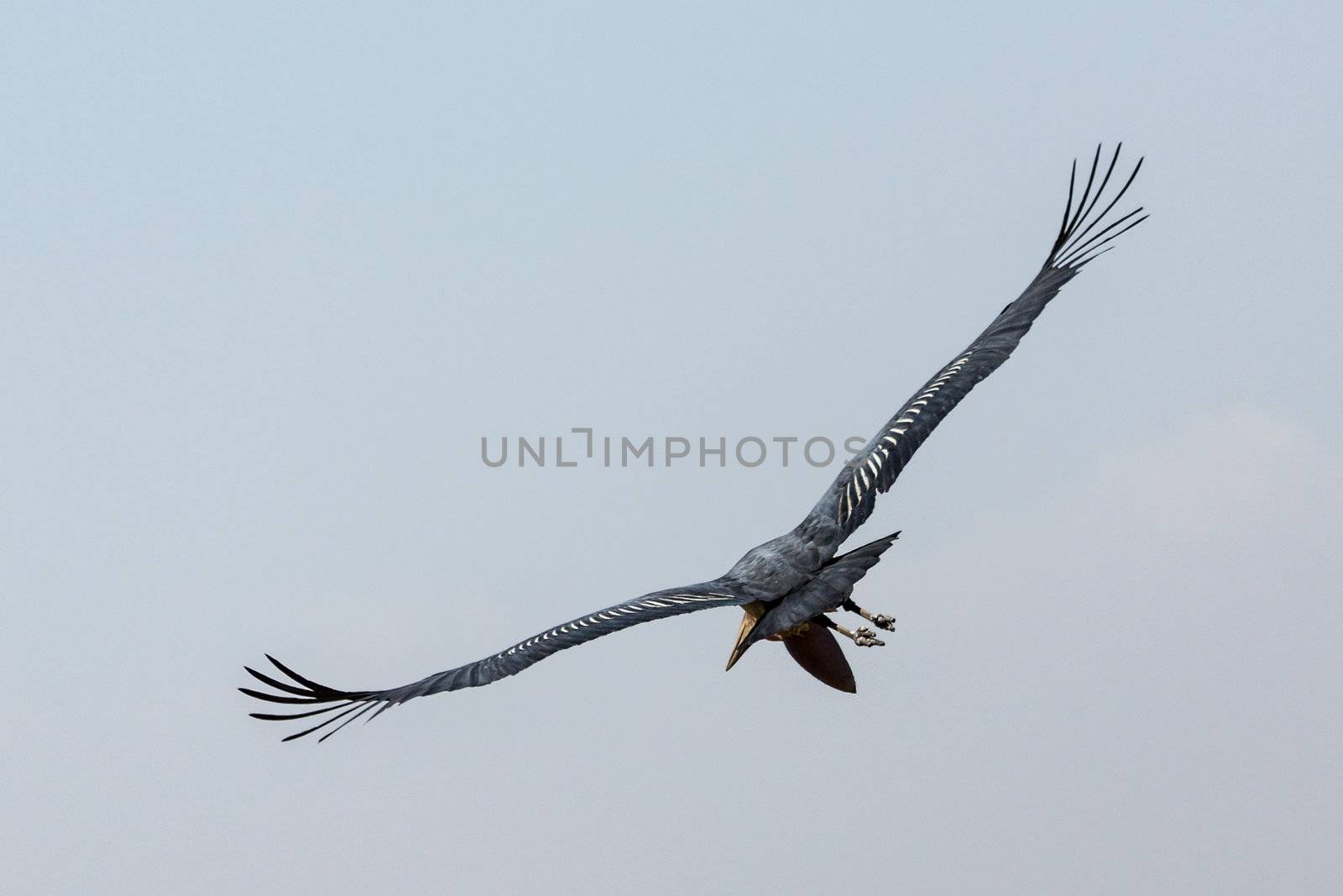 Marabou Stork in flight by derejeb