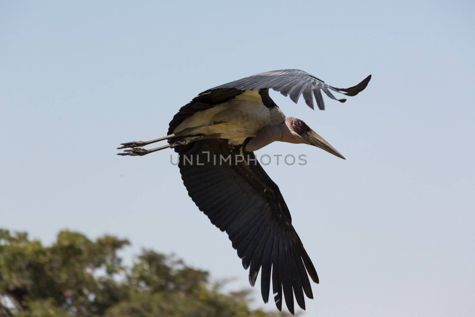 A Marabou Stork scavenger bird in mid flight near lake Koka in Ethiopia.