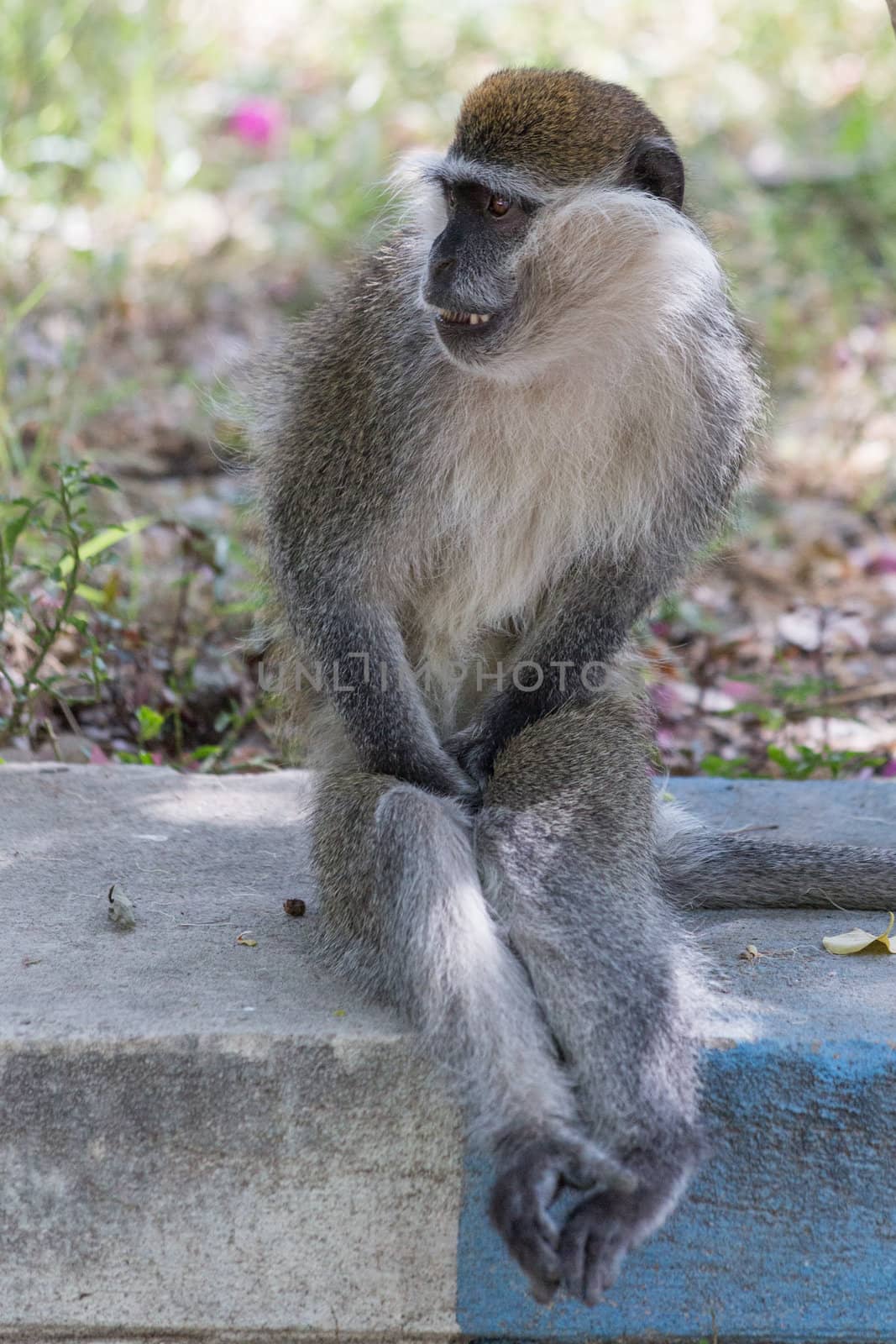 A monkey sitting on a pavement with its pritave parts covered