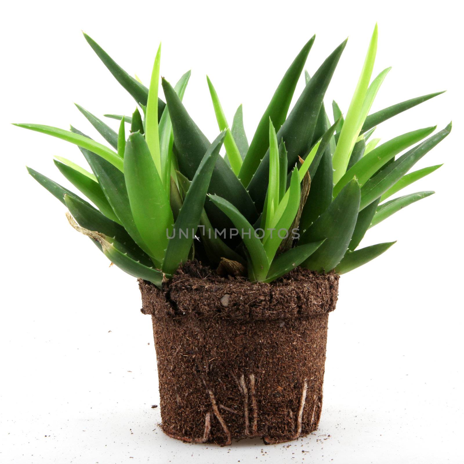 Aloe vera plant isolated on white.