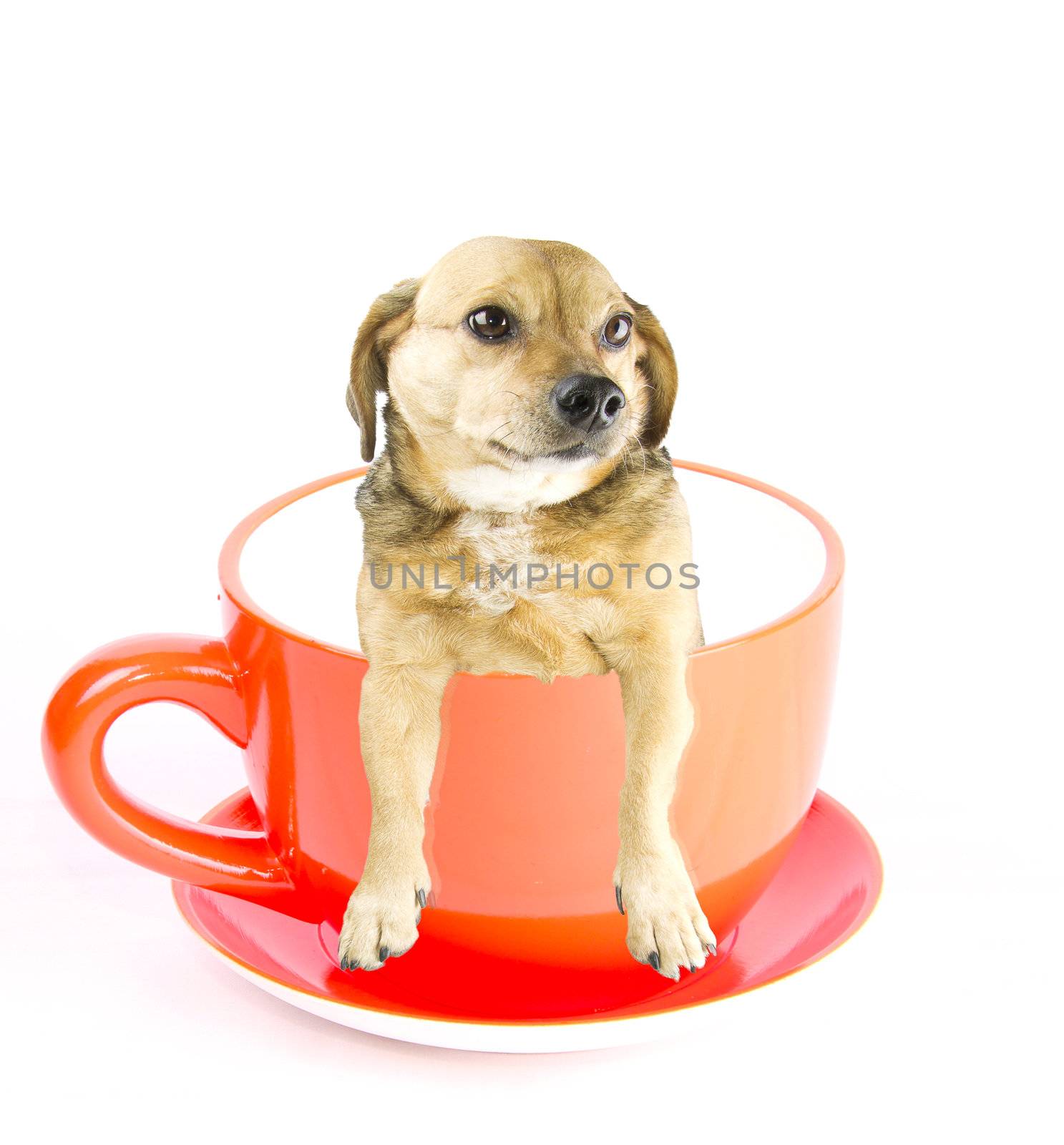 cup dog by danilobiancalana