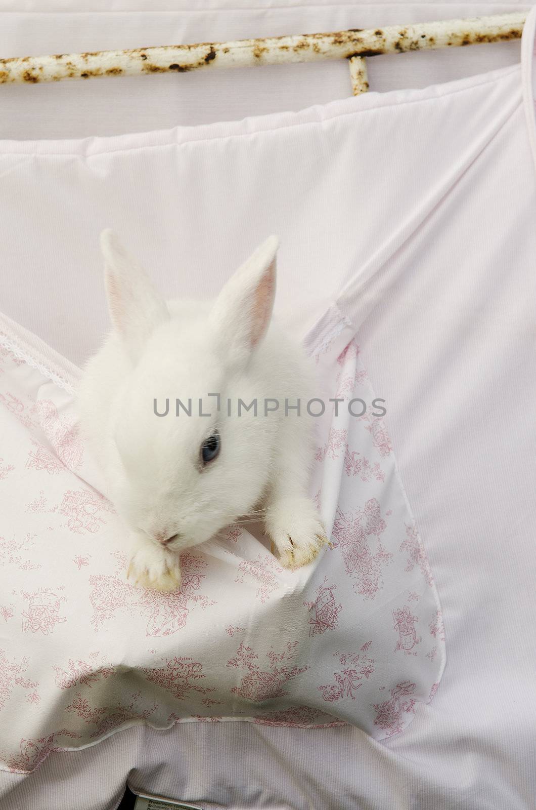 small white rabbit in romantic pink setting