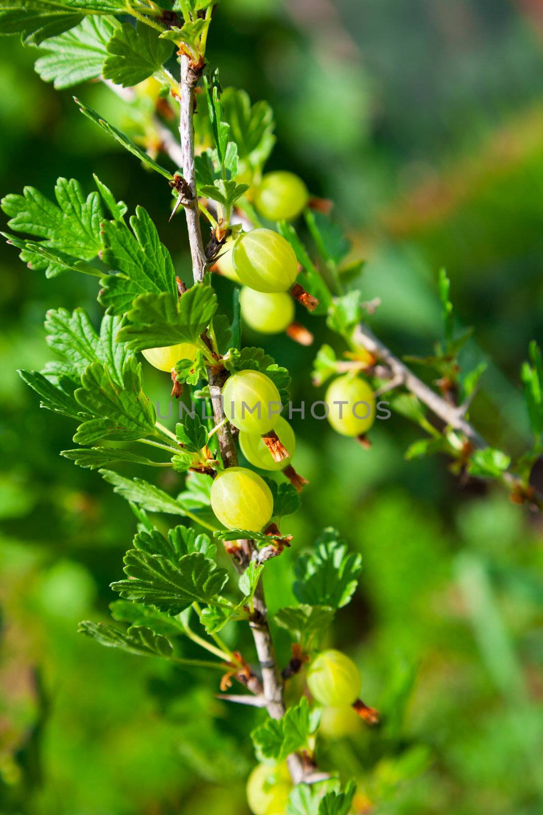 Gooseberries on a branch by motorolka