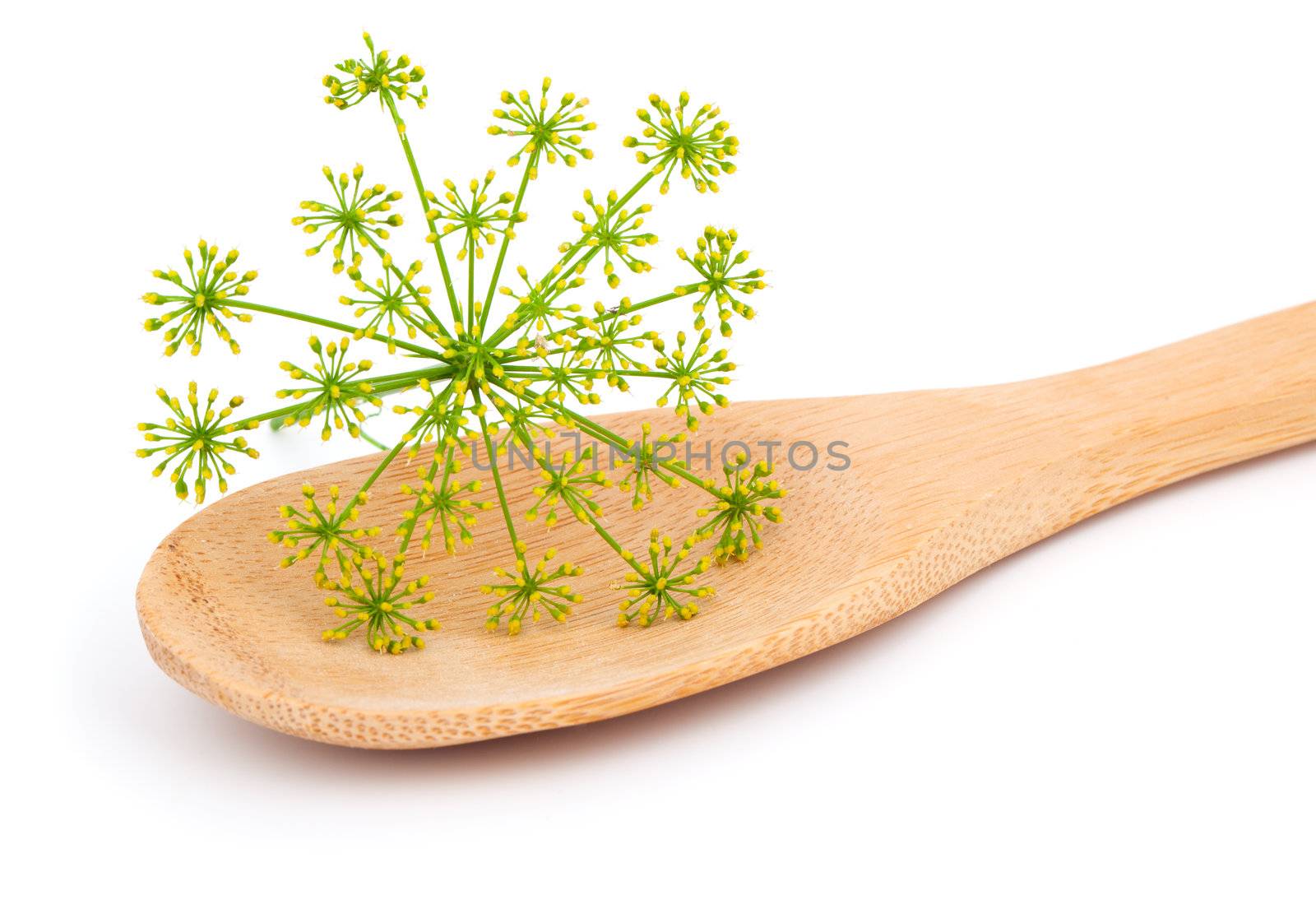 inflorescence of fresh dill on wooden spoon, on white background