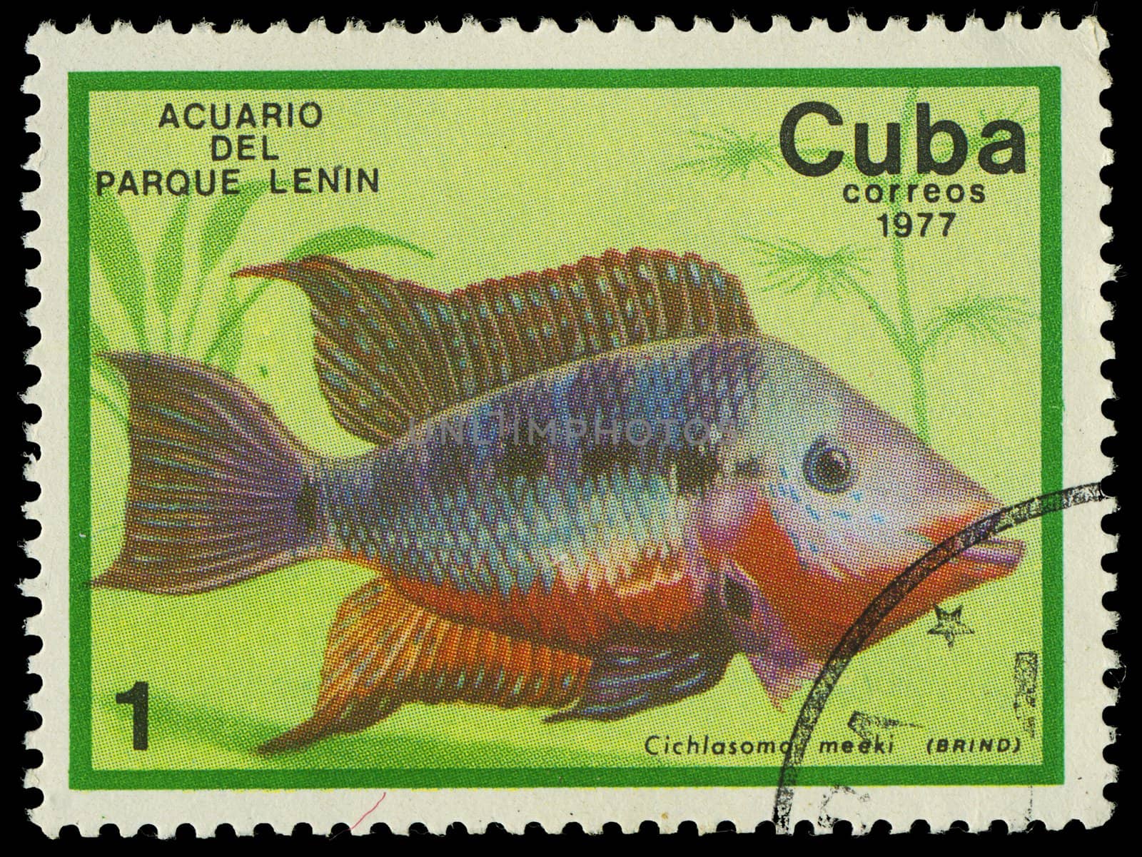 CUBA-CIRCA 1977: A stamp printed in Cuba shows fish Cichlasoma meeki, circa 1977