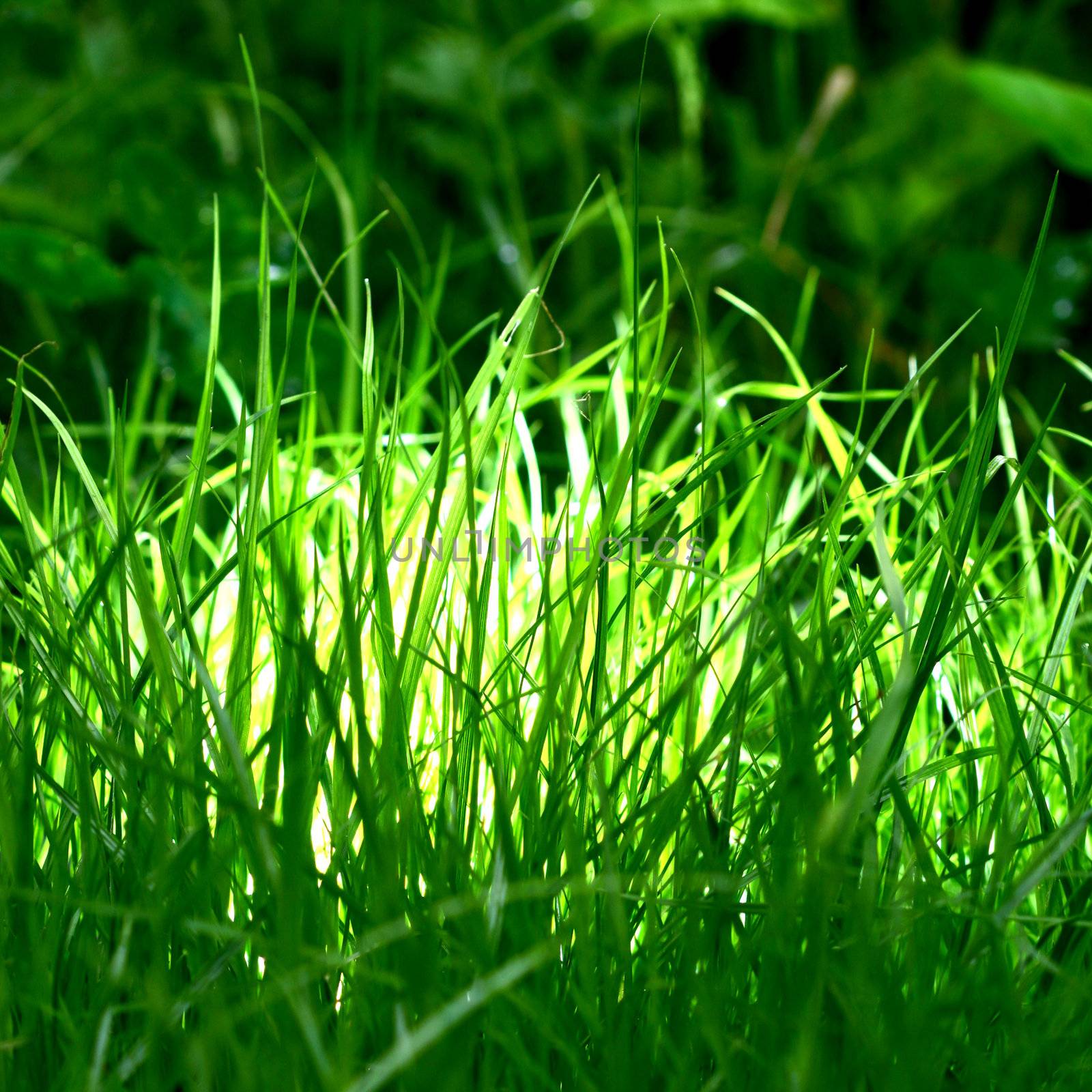 grass macro close up natura background