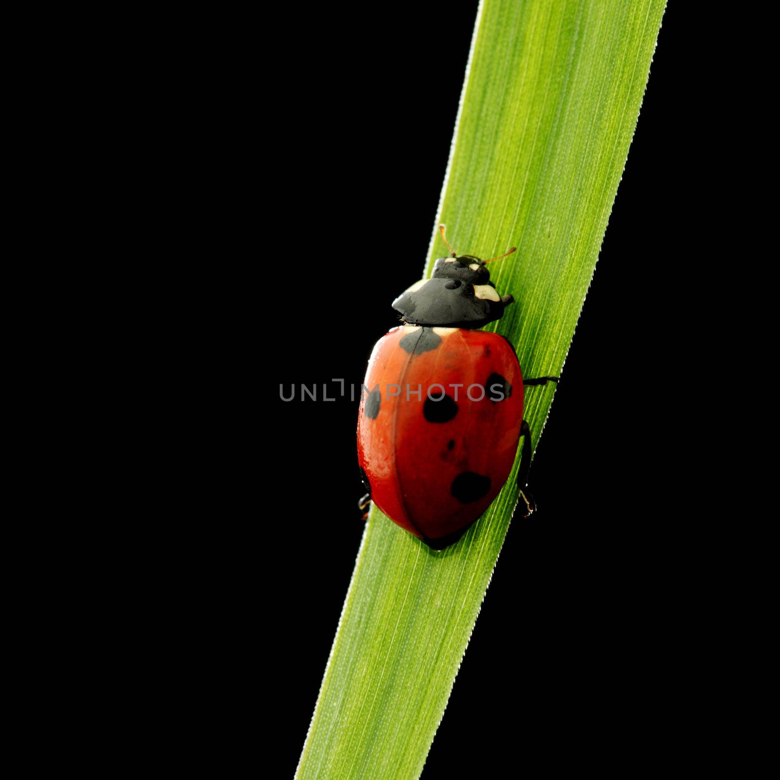 ladybug on grass isolated black background