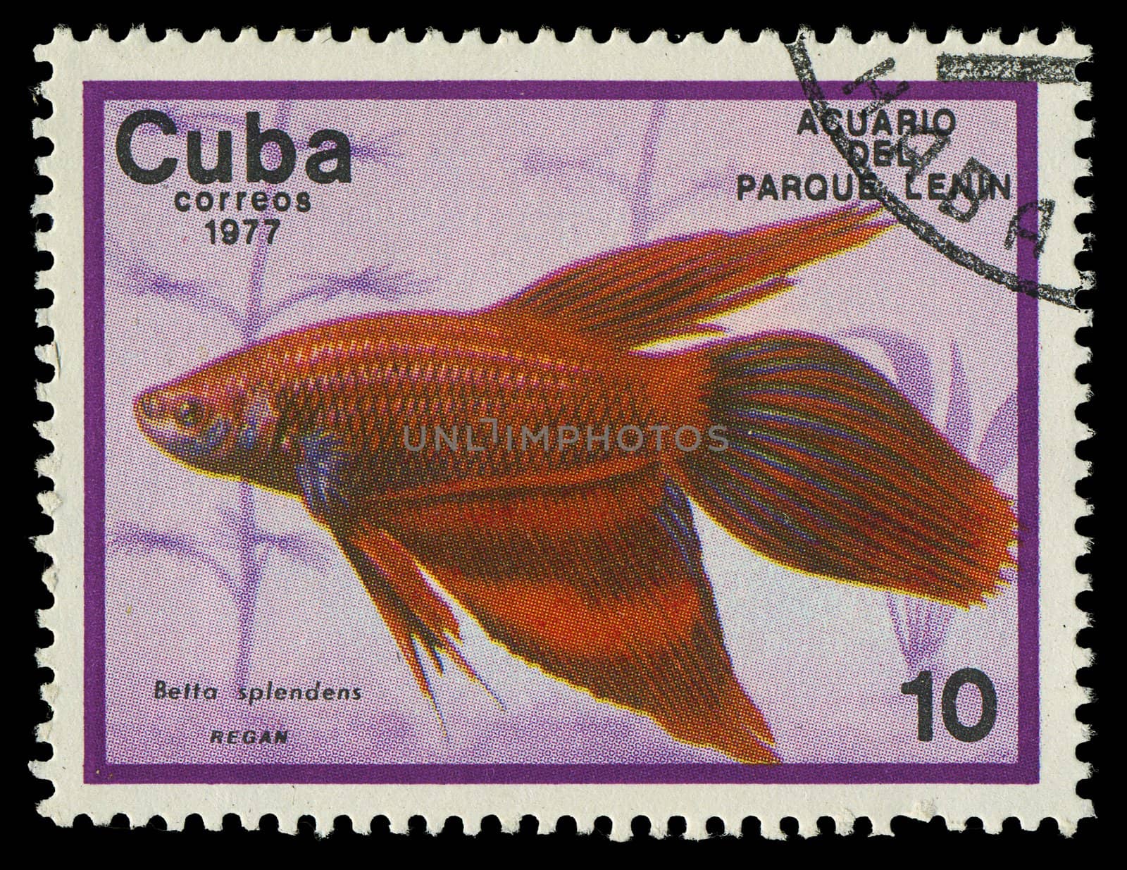 CUBA-CIRCA 1977: A stamp printed in Cuba shows fish Belta splendens, circa 1977 by Zhukow