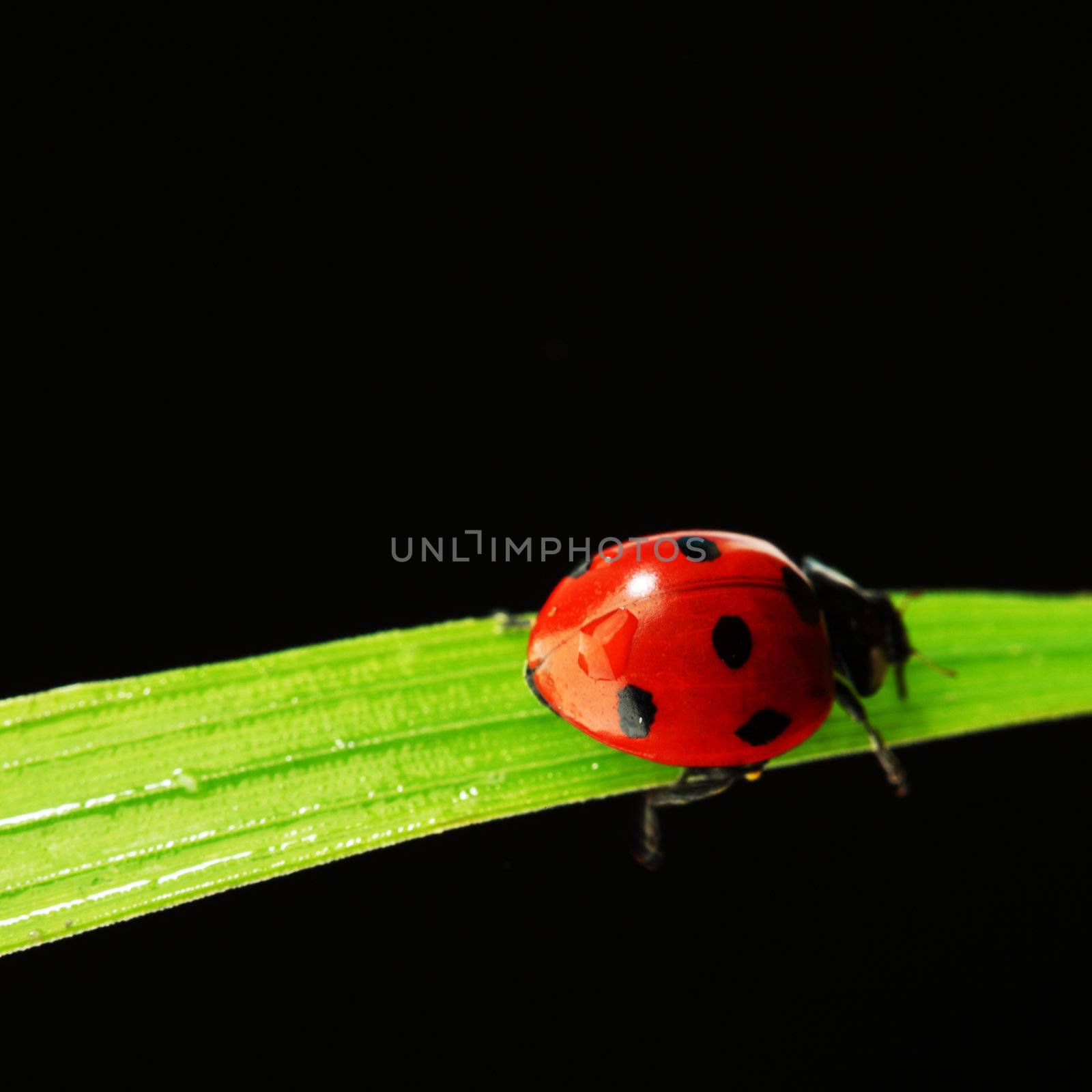 ladybug on grass isolated black background