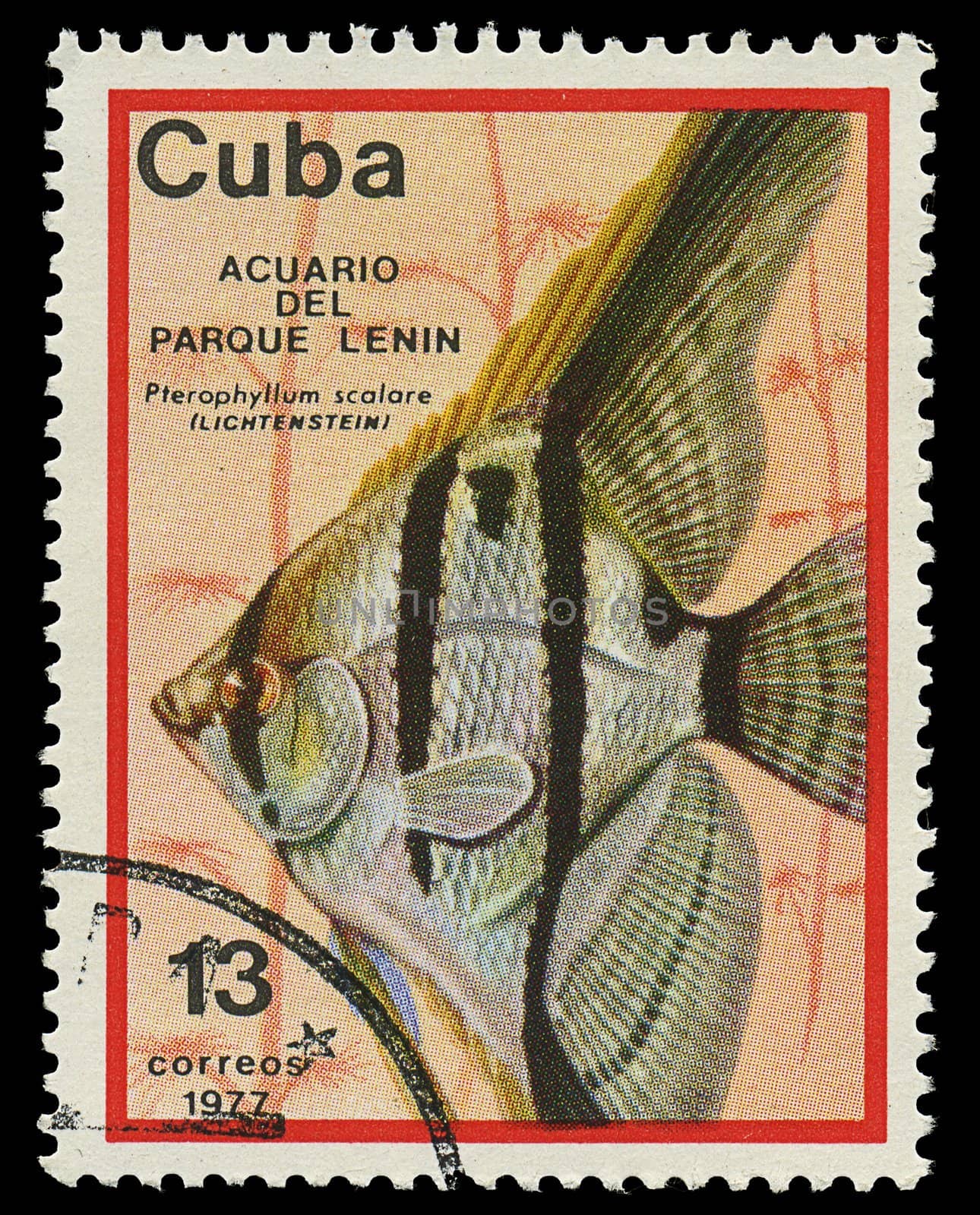 CUBA - CIRCA 1977: A stamp printed in Cuba shows fish Pterophyllum scalare , circa 1977 by Zhukow