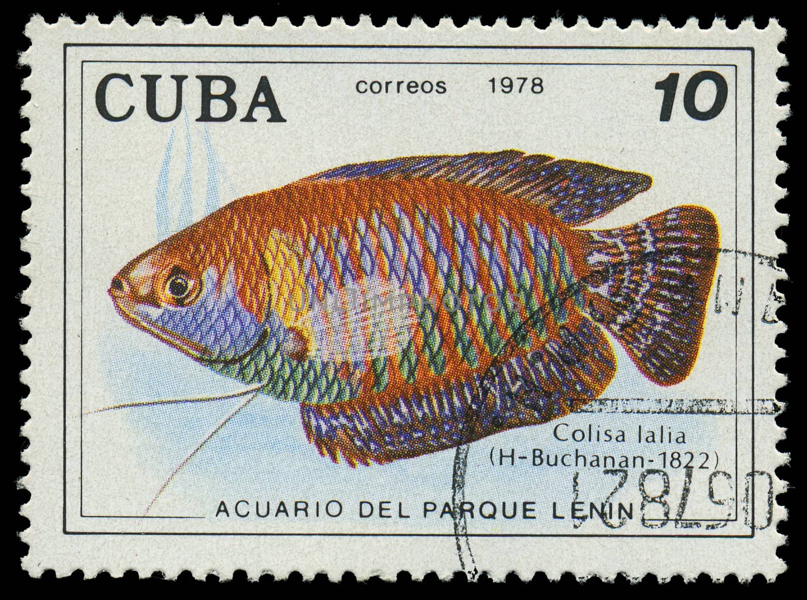 CUBA-CIRCA 1978: A stamp printed in Cuba shows fish Colisa lalia,circa 1978