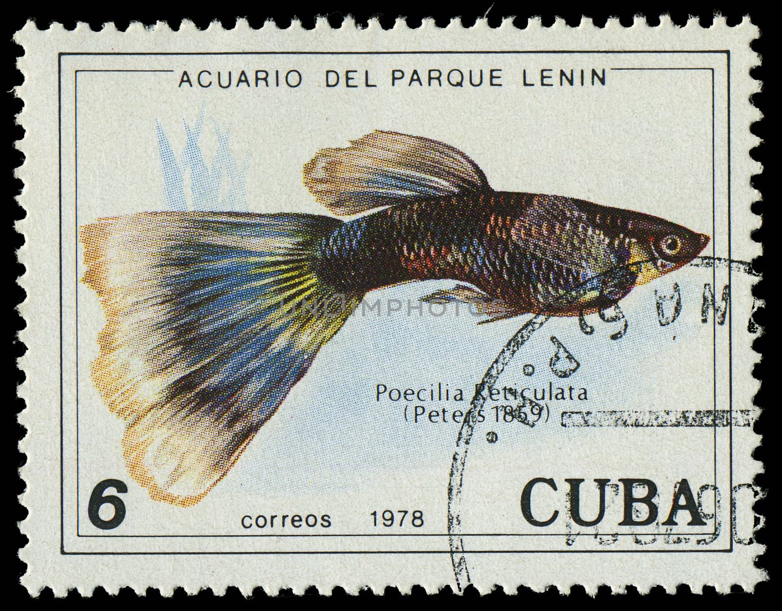 CUBA-CIRCA 1978: A stamp printed in Cuba shows fish Poecilia Reticulata, circa 1978 by Zhukow