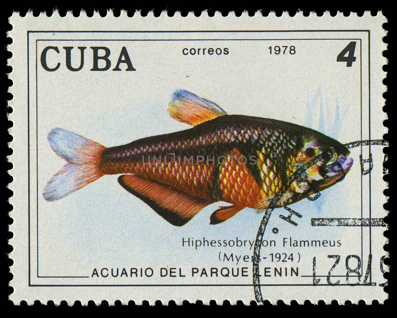 CUBA-CIRCA 1978: A stamp printed in Cuba shows fish Hiphessobrypon Flammeus, circa 1978 by Zhukow