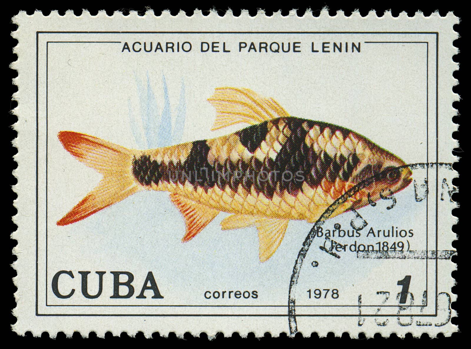 CUBA-CIRCA 1978: A stamp printed in Cuba shows fish Barbus Arulios, circa 1978 by Zhukow