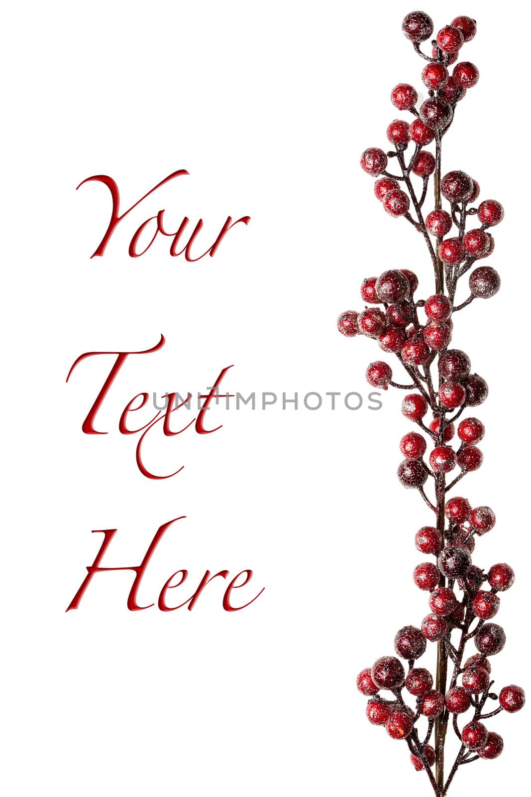 Sparkly Red and Silver Berries on Branch Isolated Background with Copy Space