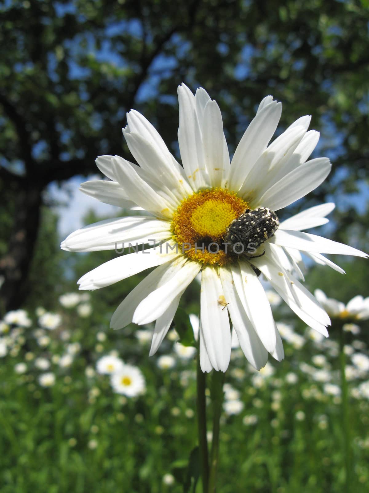 beautiful white chamomile and little beetle by alexmak
