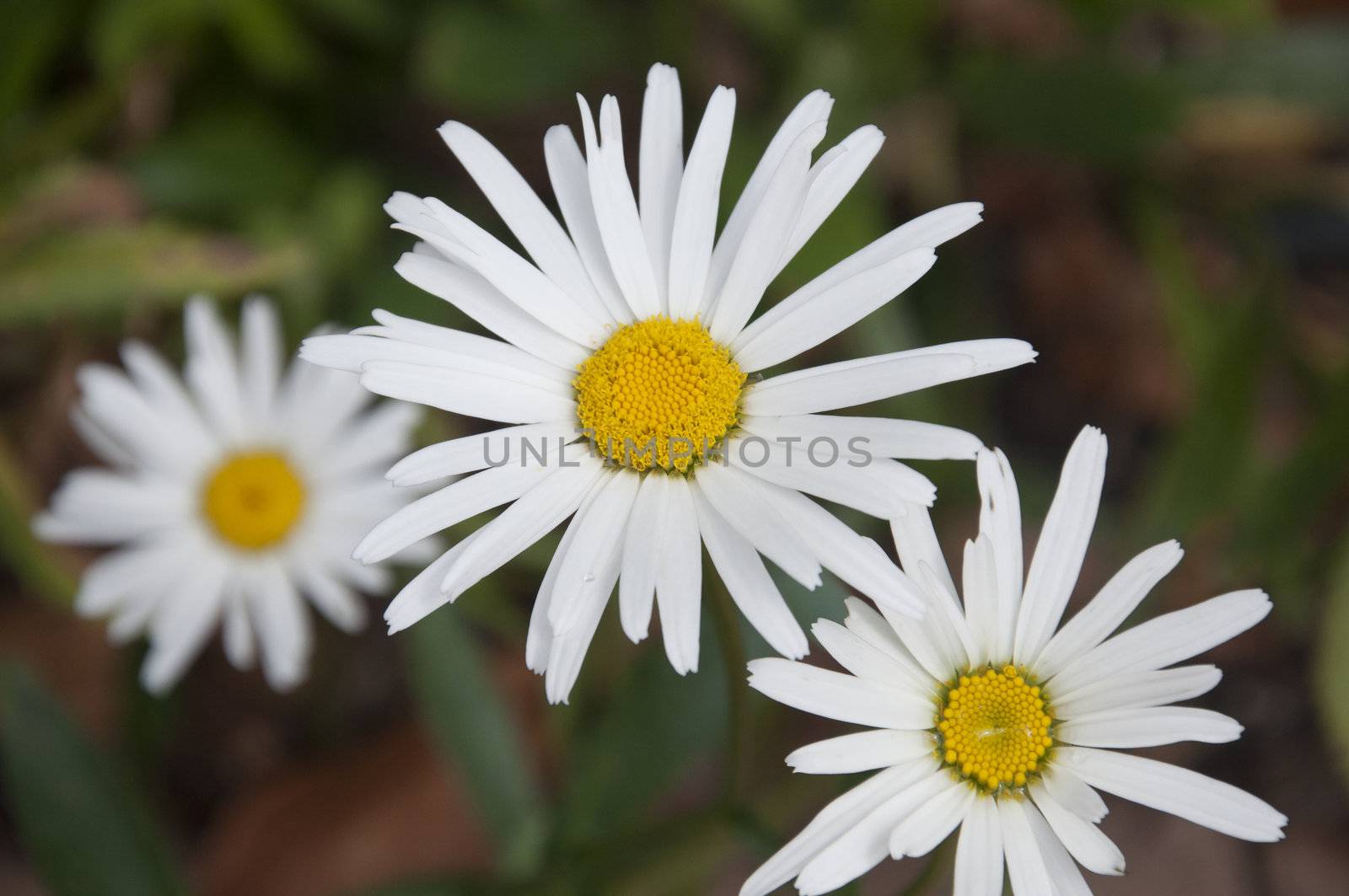 White daisies against greenery