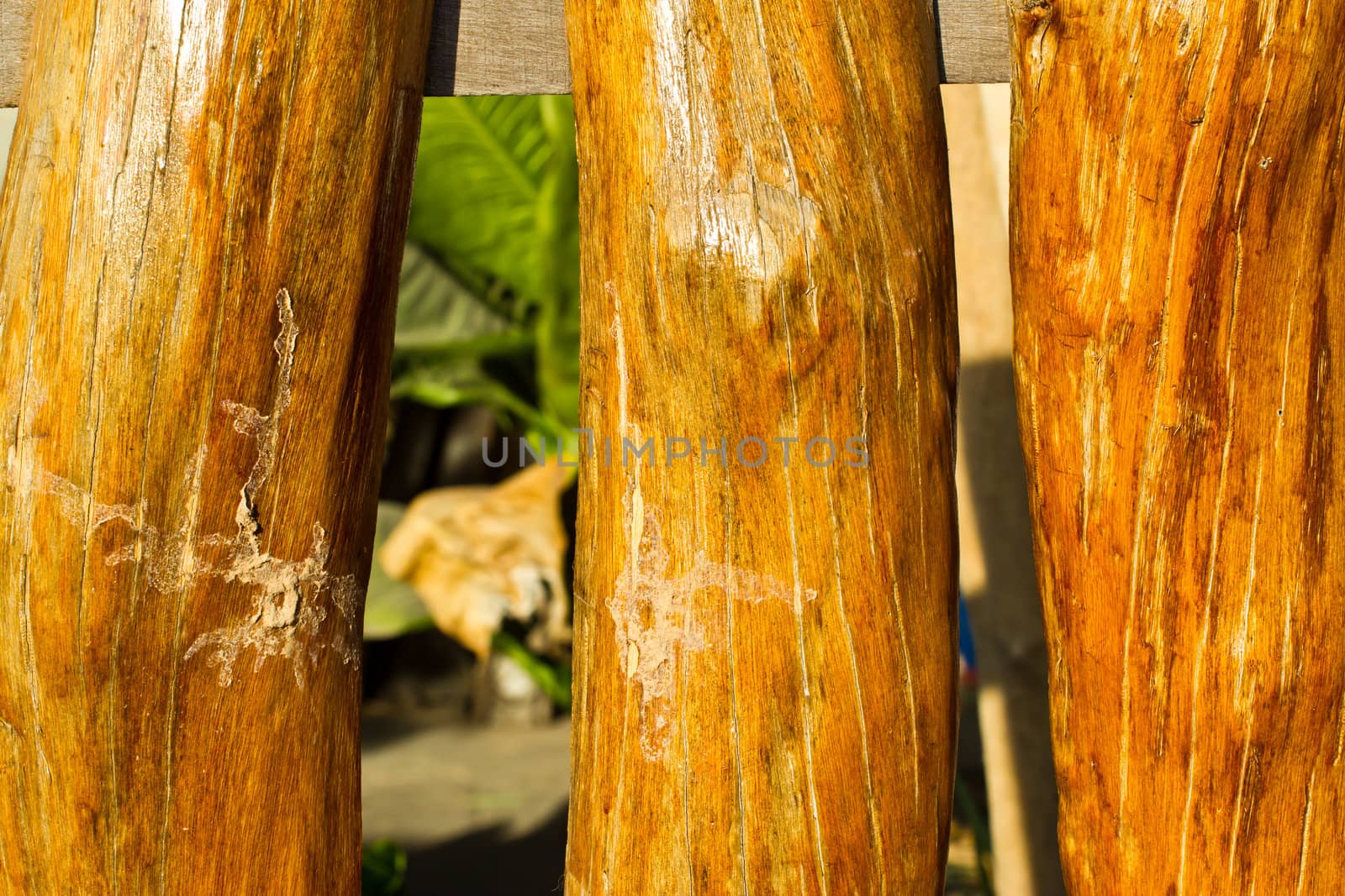 cracked wood background by wasan_gredpree