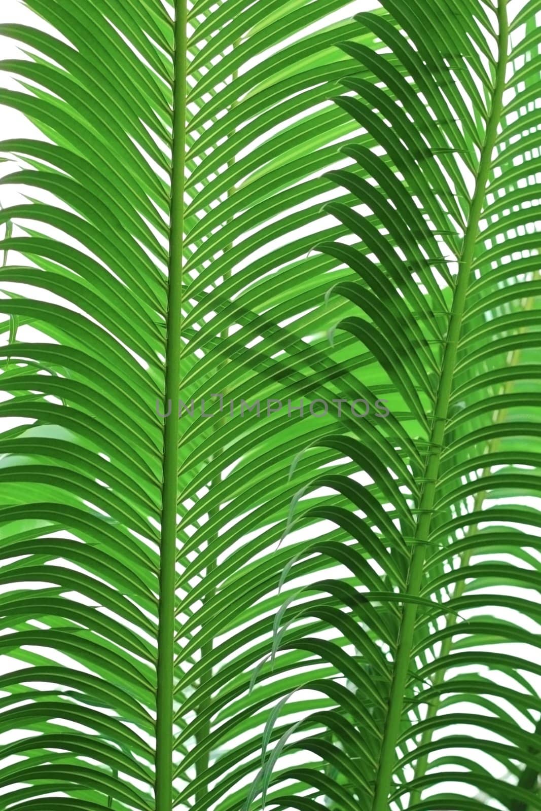 abstract texture of palm tree leaves over white