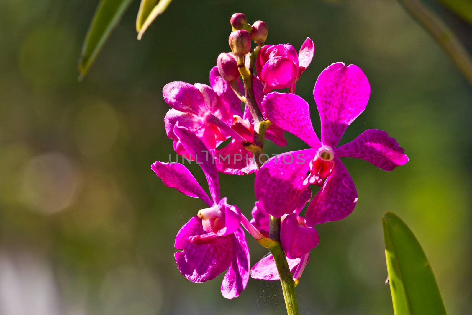 pink streaked orchid flower by wasan_gredpree