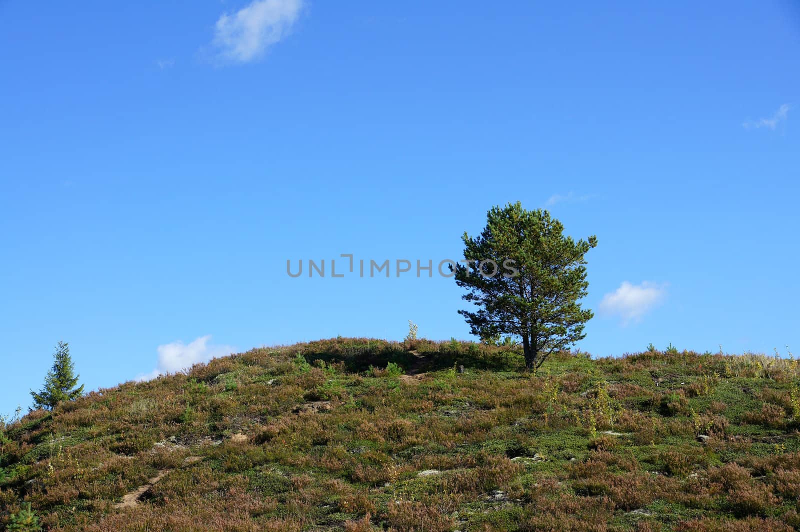 Perfect lone green tree against blue sky in a natural environment
