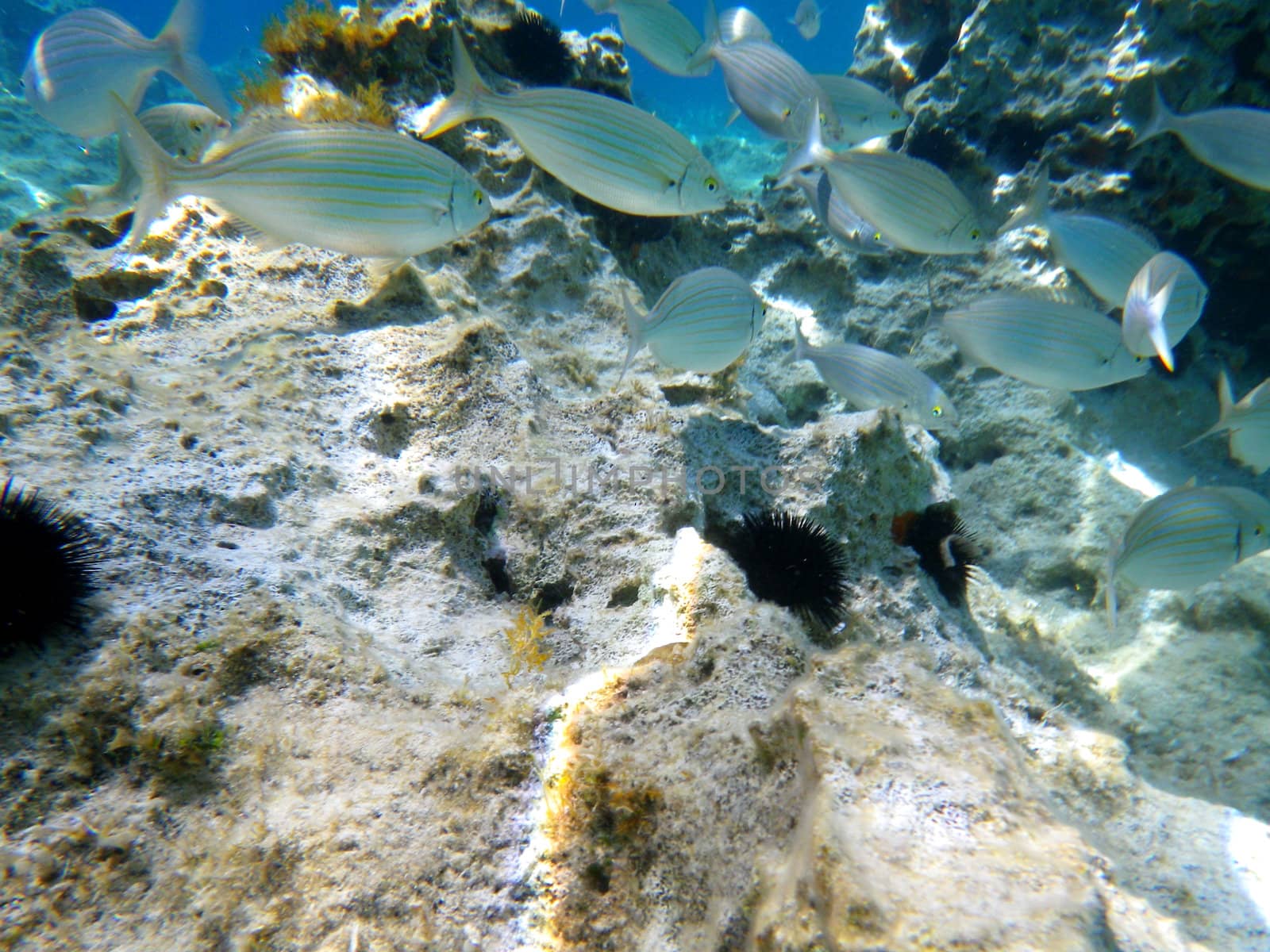 underwater shoot of Shoal of bamboo fish