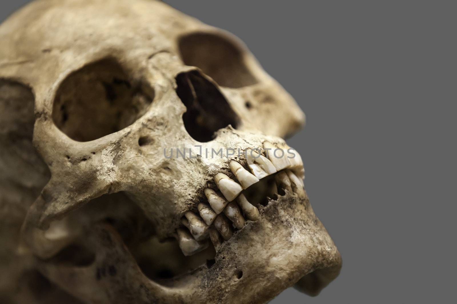 Human anatomy - ancient people skull bone 