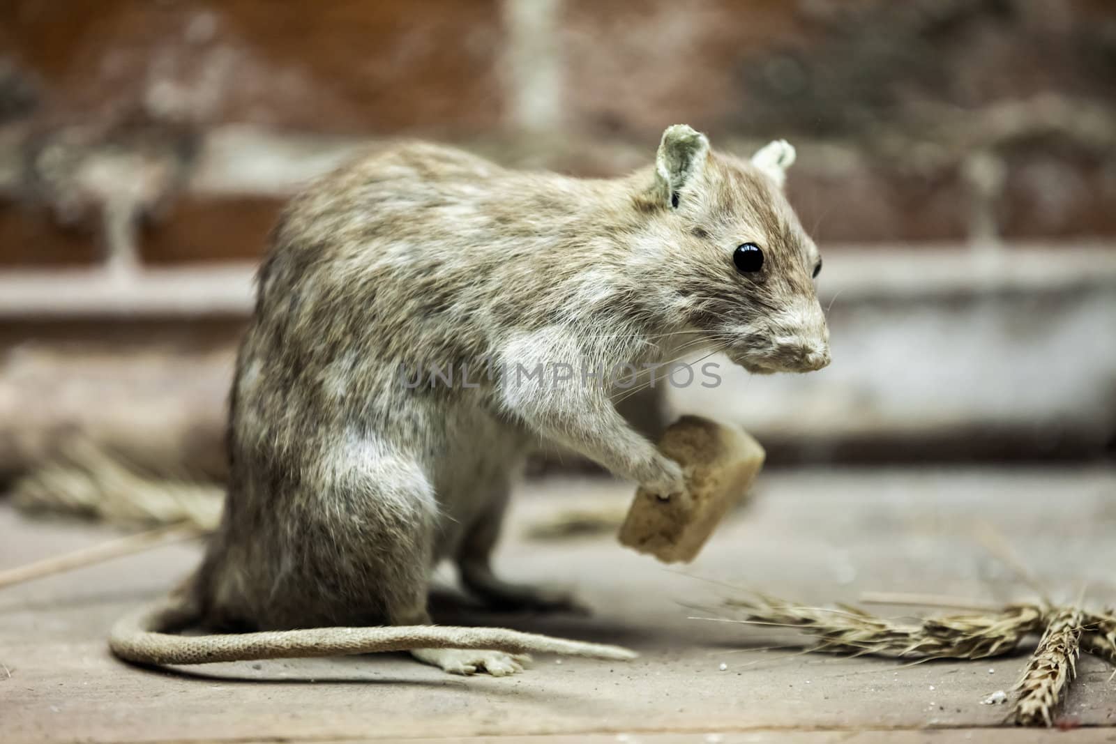 Rodent rat animal holding piece of bread food