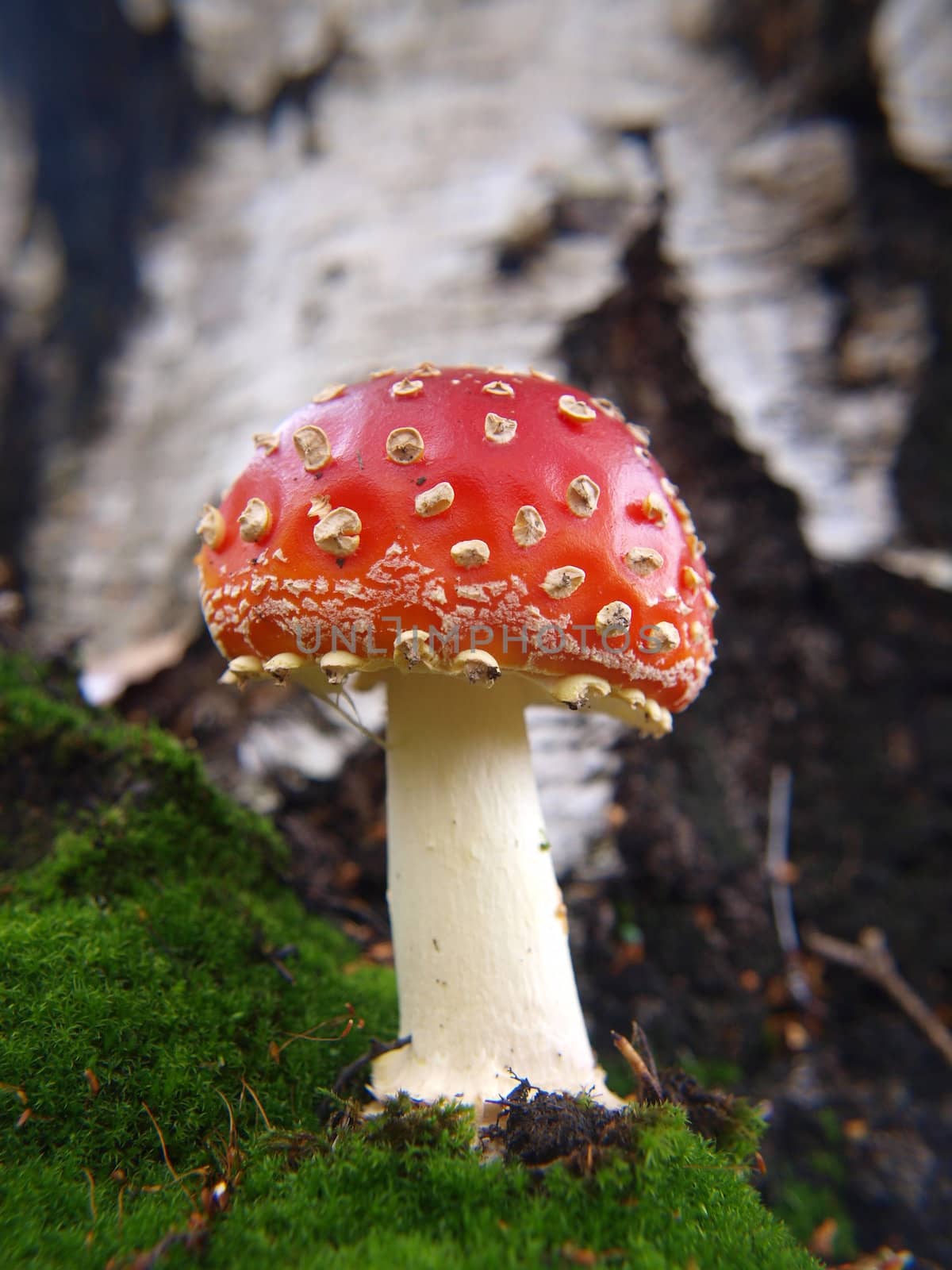  Toadstool mushroom, isolated, closeup in the grass